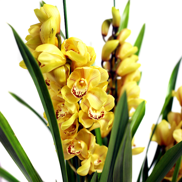 심비디움(옐로우)